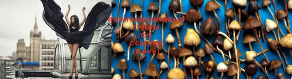 амф Осинники
