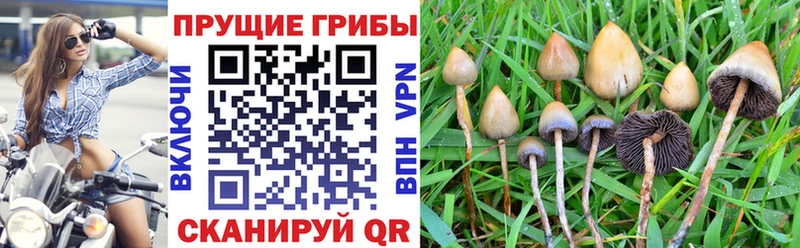 Псилоцибиновые грибы прущие грибы  Отрадное 